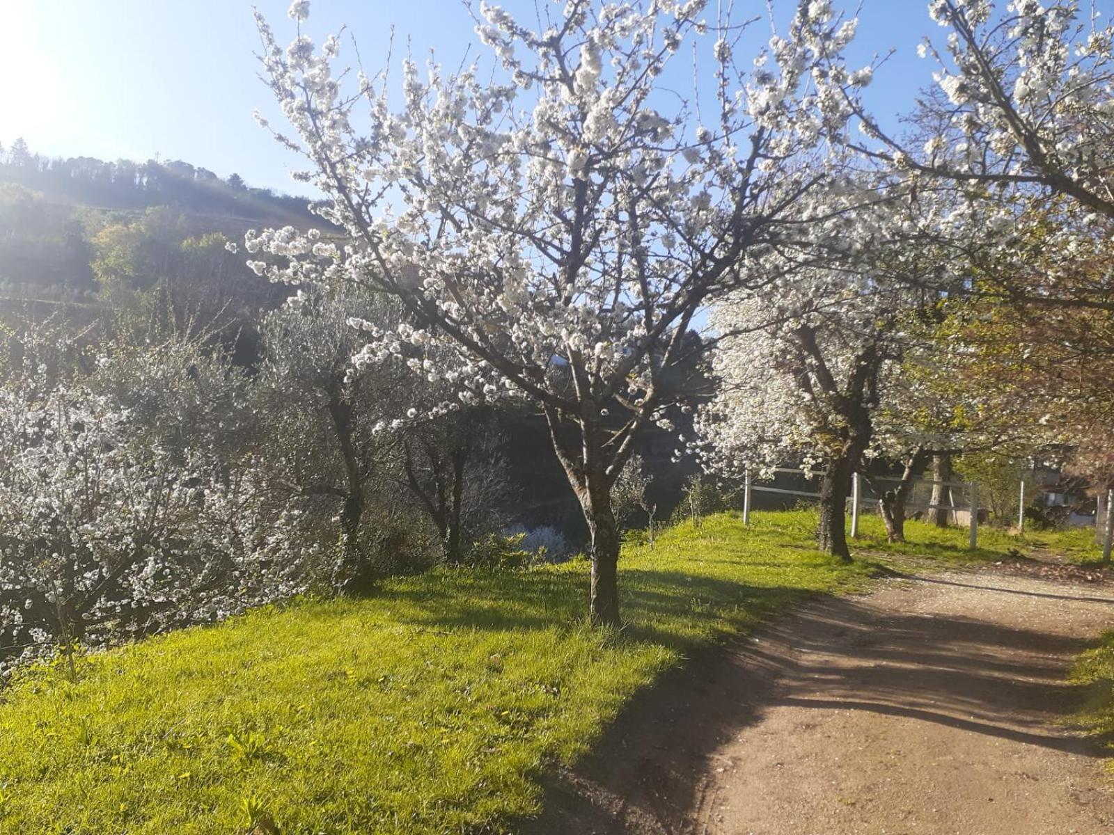 הוילה Quinta Dos Carvalhos The Wine House Farm In Center Of Lamego - Capital Of The Douro מראה חיצוני תמונה